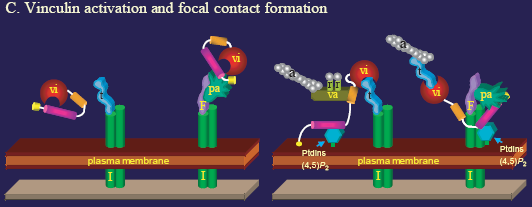 Προσκόλληση κυττάρων A hypothetical model for the effect of vinculin activation on the formation and assembly of focal contacts.