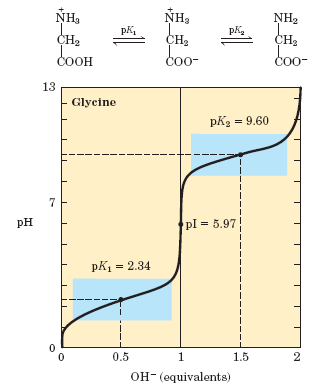 Αμινοξέα δομικοί λίθοι των πρωτεϊνών Titration of an amino acid. Shown here is the titration curve of 0.1 M glycine at 25 C.