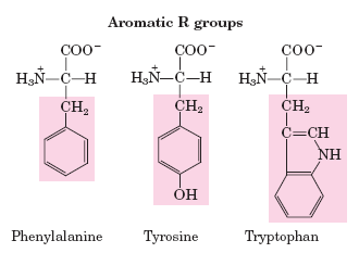 Αμινοξέα δομικοί λίθοι των πρωτεϊνών The 20 common amino acids of proteins. The structural formulas show the state of ionization that would predominate at ph 7.0. The unshaded portions are those common to all the amino acids; the portions shaded in red are the R groups.