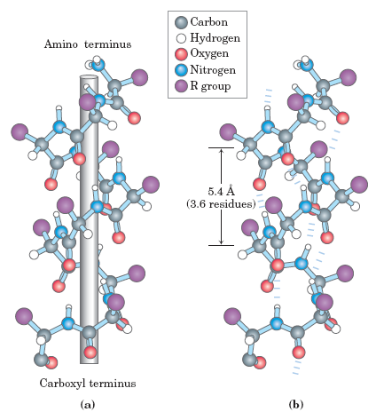 α έλικα Two models of the α helix, showing different aspects of its structure. (a) Formation of a right-handed helix.