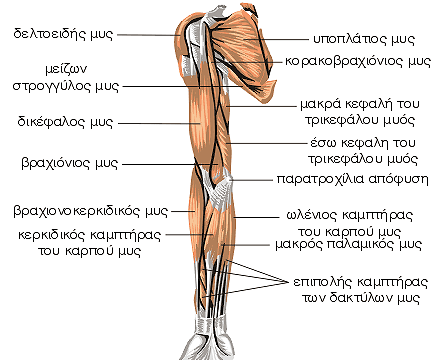 Τετράπλευρος χώρος (του Velpau) και τρίγωνος χώρος Λόγω της ανατομικής τους σπουδαιότητας και κυρίως λόγω της πορείας του μασχαλιαίου νεύρου, οι παραπάνω χώροι περιγράφονται συνοπτικά εδώ.