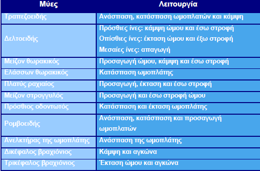 Γληνοβραχιόνια διάρθρωση: Η γληνοβραχιόνια διάρθρωση έχει τρεις βαθμούς ελευθερία κίνησης και χαρακτηρίζεται ατομικά καιμηχανικά ως μια απλή τριαξονική άρθρωση.