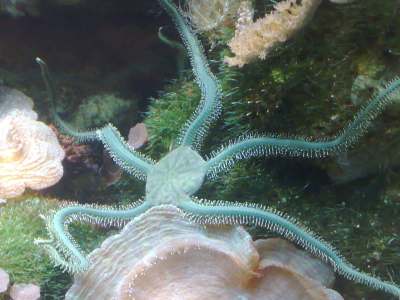 φωτοτροπισµός Brocken Inaglory. "Brittle starfish in kona" https://commons.wikimedia.