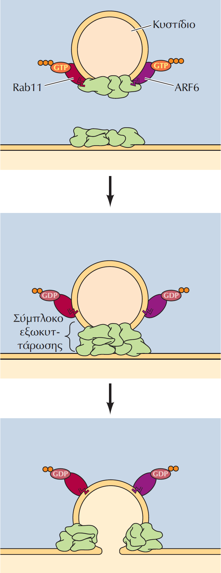 Συναρμολόγηση ενός συμπλόκου εξωκυττάρωσης και στόχευση κυστιδίων. Τα σύμπλοκα εξωκυττάρωσης αποτελούνται από οκτώ διαφορετικές πρωτεΐνες.