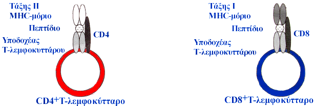 «Επαγγεικαηίαο» APC θύηηαξν APC θύηηαξν Εηθόλα Φ.Φ Τα επηθνπξηθά κόξηα CD4 θαη CD8 θαζνξίδνπλ ηελ ηάμε ηνπ MHC-κνξίνπ πνπ αλαγλωξίδεηαη από ηα Τα-ιεκθνθύηηαξα.