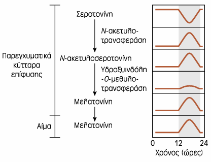 έκκριση μελατονίνης είναι κατά τη διάρκεια της νύχτας