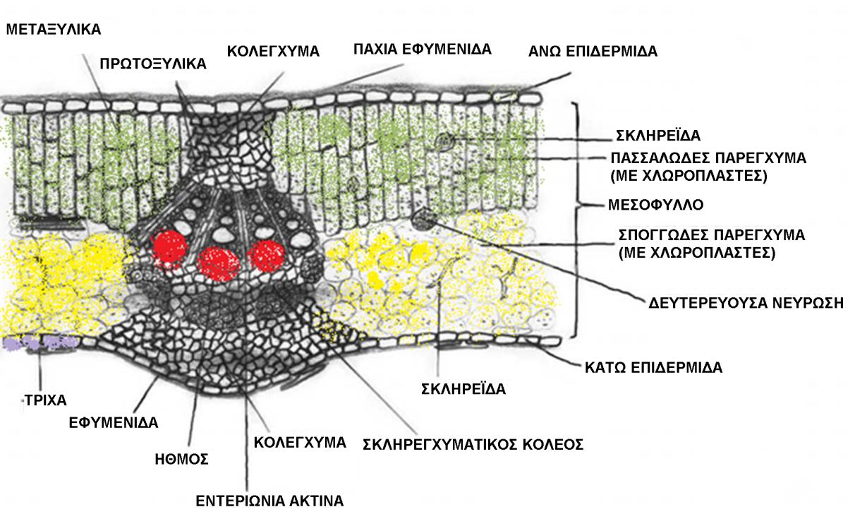 Εικόνα 6.12. Ανατομία φύλλου από το φυτό Olea europea (oleaceae), κν. Ελιά. Από τα προηγούμενα υλικά σχεδι