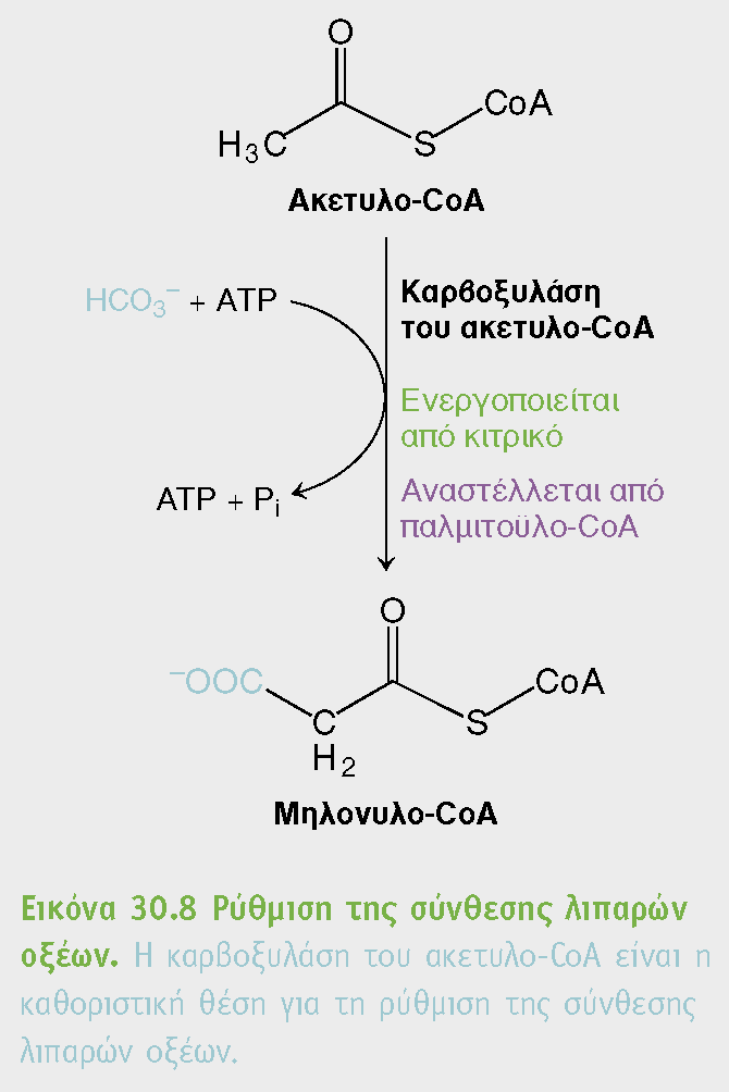 λιπαρά οξέα - σύνθεση Οι ακετυλικές ομάδες μεταφέρονται από τα μιτοχόνδρια στο κυτοσόλιο ως κιτρικό με το σύστημα μεταφοράς κιτρικού-μηλικού ADP το κιτρικό διεγείρει την καρβοξυλάση του ακέτυλο-coa,