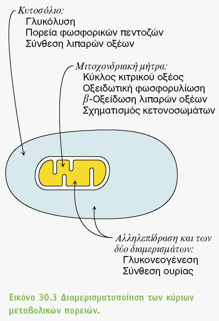 Διαμερισματοποίηση η τύχη ενός μορίου εξαρτάται από το σημείο (διαμέρισμα του κυττάρου) που βρίσκεται γι αυτό και ροή ουσιών διαμέσου μεμβρανών υπόκειται σε ρύθμιση Παράδειγμα: Τα λιπαρά οξέα στο