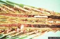 Εικόνα 4:κουκούλια µε κάµπιες Εικόνα 4: κάµπιες των πεύκων Ξυλοφάγα έντοµα: είναι έντοµα που εισχωρούν στο κέντρο του κλαδιού τρώγοντάς το δηµιουργώντας στοές (Εικόνα 5) Στα όρια χλωρού και ξερού ο