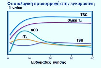 της κύησης από τα αντίστοιχα επίπεδα σε μη έγκυες. Τα επίπεδα της TSH μειώνονται σε πρώιμα στάδια της κύησης λόγω της άμεσης θυρεοειδικής διέγερσης από την ανθρώπινη hcg.