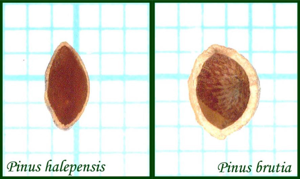 Pinus halepensis και P. brutia, αντίστοιχα ενώ οι 2 ερυθροί κύκλοι είναι οι μέσες τιμές από όλα τα δεδομένα κάθε είδους.