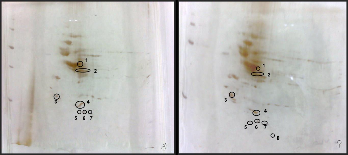 Διαφορές αρσενικών-θηλυκών εντόμων σε 2D-PAGE Συλλογή και κεφαλιών δάκου και