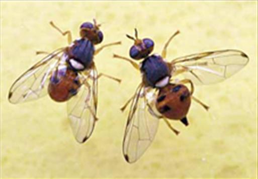 Ο ΔΑΚΟΣ ΤΗΣ ΕΛΙΑΣ Τάξη: Diptera Οικογένεια: Tephritidae Γένος: Bactrocera Μονοφάγο είδος Η ζημία είναι: ποσοτική και