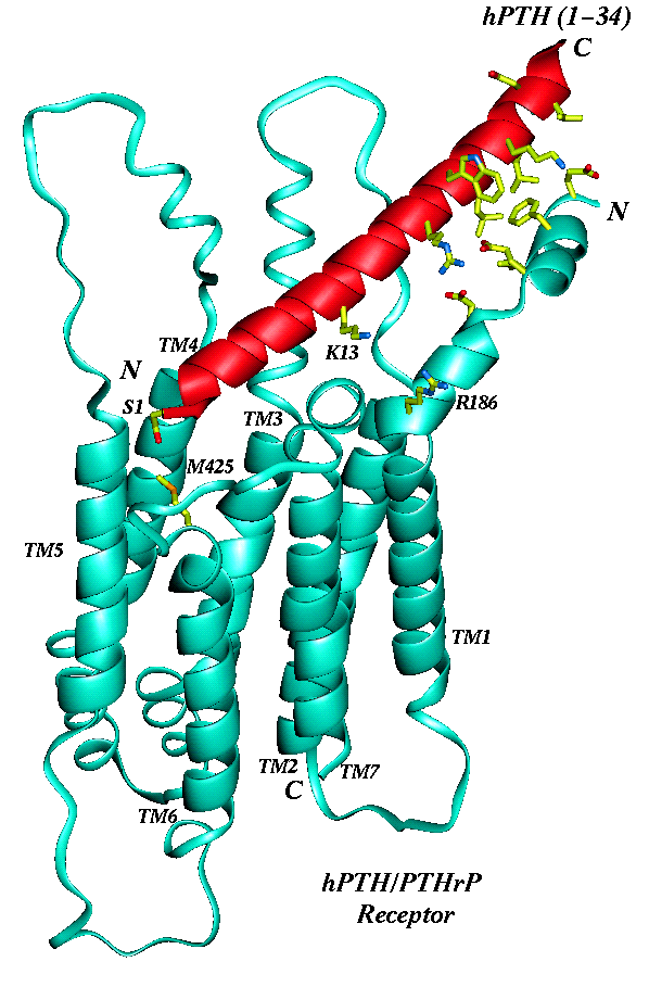 H 2 N - Trp Leu 70 1 10 Ser Val Ser Glu Ile Gln Leu Met His Asn Leu Glu Val 20 Arg Glu Met Ser 30 Asn Leu His Lys Arg Lys Lys Leu Gln Asp Val His Asn Phe 50 Adapted ΤΡΟΒΑΣ from Proc Γ.