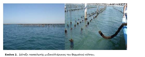 Ο τομέας των υδατοκαλλιεργειών στην Ελλάδα Η μυδοκαλλιέργεια είναι επίσης μια οικονομική δραστηριότητα εθνικής κλίμακας με περίπου 600 μονάδες