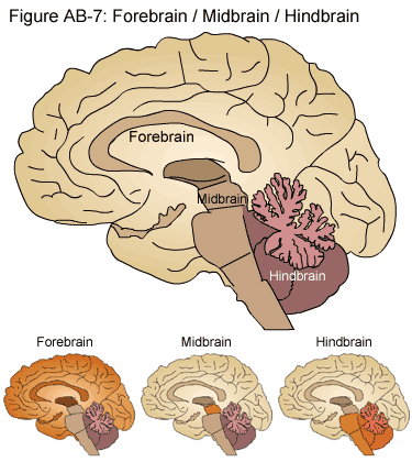Υποδιαιρέσεις του εγκεφάλου Εικόνα από: http://www.stanford.