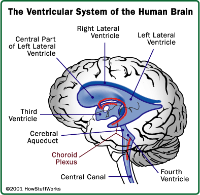 Εγκεφαλικές κοιλίες πλάγιες κοιλίες (μία για κάθε ημισφαίριο) τρίτη κοιλία τέταρτη κοιλία κύτταρα που επενδύουν εσωτερικά