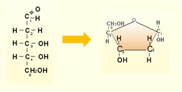 Monosacáridos