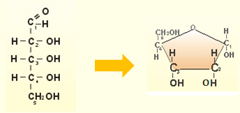 Desoxirribosa CH 2