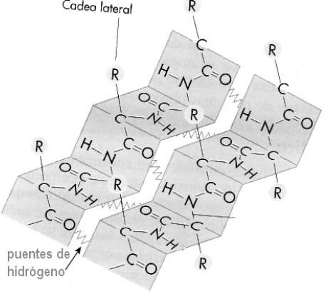 12 aa 13 aa 14 aa 15 aa 16 COOH α hélice Secundaria