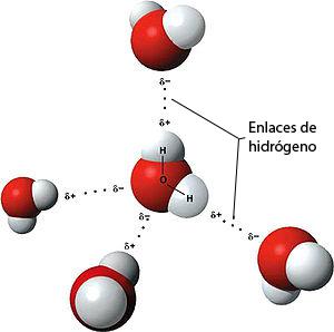 Características > Abundancia en seres vivos 60-90% peso Propiedades derivadas de la estructura molecular 2 át. de H y 1 át.