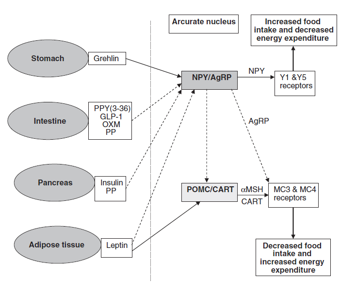 Εικόνα 7. Αλληλεπίδραση μεταξύ των νευρώνων NPY/AgRP και POMC/CART και ορισμένων πεπτιδίων και ορμονών.