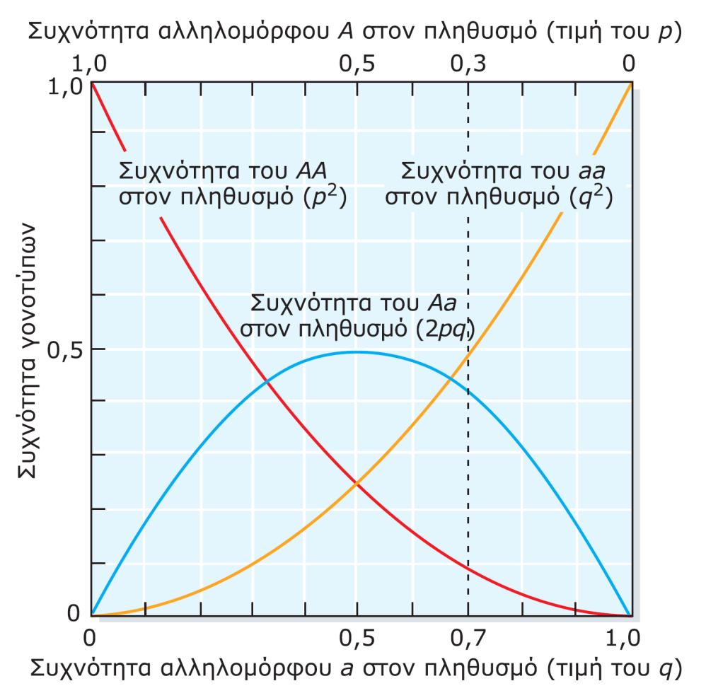 Η σχέση μεταξύ των γονοτυπικών συχνοτήτων AA, Aa και aa και των συχνοτήτων των αλληλομόρφων A (p: επάνω τετμημένη) και a (q: κάτω τετμημένη) σε πληθυσμούς όπου ισχύουν οι