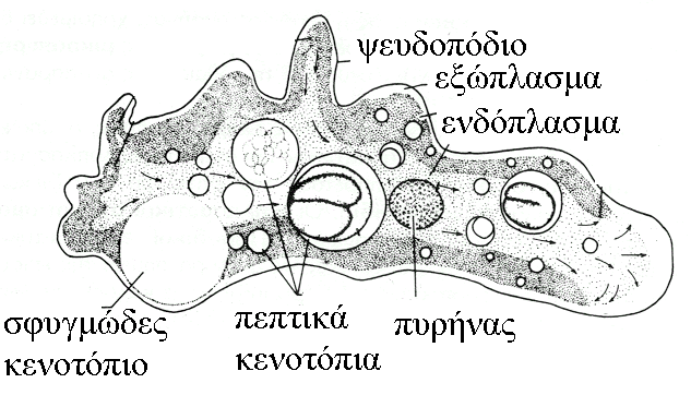 ΣΥΝΟΜΟΤΑΞΙΑ ΠΡΩΤΟΖΩΑ ΜΟΡΦΟΛΟΓΙΑ ΓΕΝΙΚΑ μονοκύτταροι οργανισμοί ποικιλία στο σχήμα τους το κυτταρόπλασμα διακρίνεται σε ΕΝΔΟΠΛΑΣΜΑ - ΕΞΩΠΛΑΣΜΑ κυτταρόπλασμα με 1 ή περισσότερους ισότιμους πυρήνες