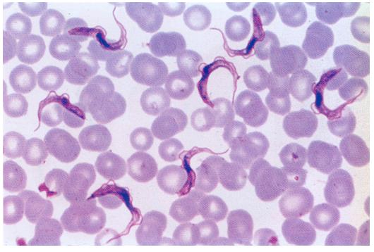 Το γένος Trypanosoma και η ασθένεια του ύπνου Τα είδη Trypanosoma gambiense και Trypanosoma rhodesiense είναι εξωκυτταρικά παράσιτα του αίματος, των λεμφικών αδένων και του εγκεφαλονωτιαίου υγρού του