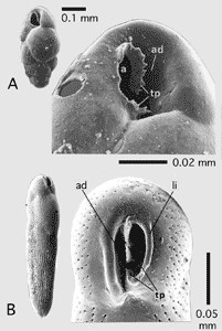 Bulimina