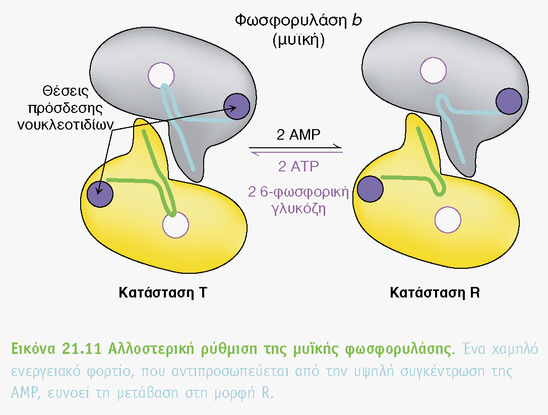 Επιπλέον έλεγχος της μυϊκής φωσφορυλάσης Η μυϊκή φωσφορυλάση ενεργός μόνο παρουσία υψηλών συγκεντρώσεων AMP, το ATP δρα σαν αρνητικός αλλοστερικός τροποποιητής η μετάπτωση από την μια μορφή ( T) στην