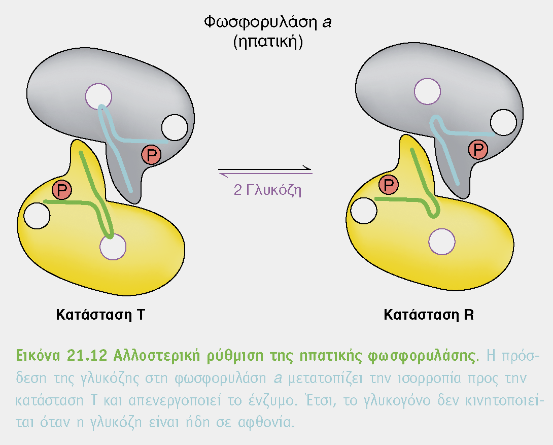 Ηπατική φωσφορυλάση Σε αντίθεση με την μυϊκή (90% ομοιότητα) η κατάσταση a (φωσφορυλιωμένη) έχει τάση να πέφτει στην κατάσταση Τ (απενεργοποιημένη) η γλυκόζη