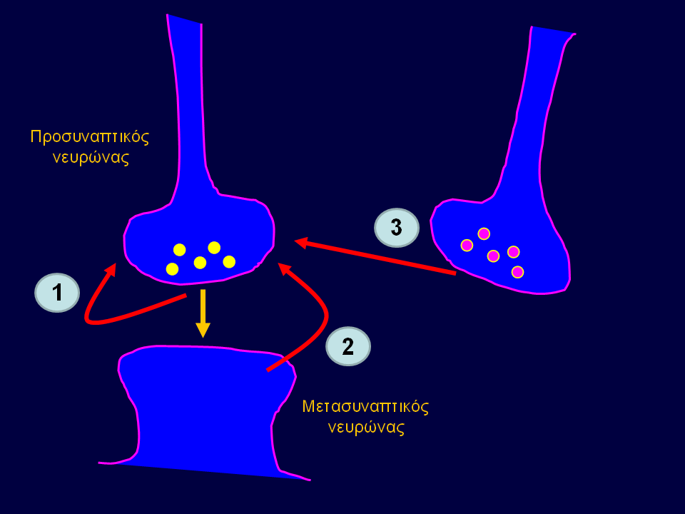 Εικόνα 35.4 Αδρή απεικόνιση γενικών διεργασιών ρύθμισης της απελευθέρωσης διαβιβαστή από τη νευρική απόληξη.