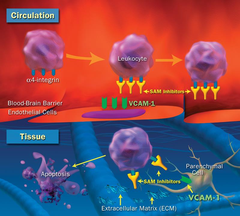 Modulation of leukocyte apoptosis Natalizumab VCAM-1=vascular cell adhesion molecule 1. 1. Cannella B et al. Ann Neurol.