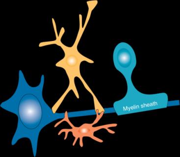 Fingolimod Targets S1P Receptors, Which Are Widely Expressed throughout the Body Permeability of vessels in the eye Macular edema Smooth bronchial muscles Respiratory flow restriction Atrial myocytes