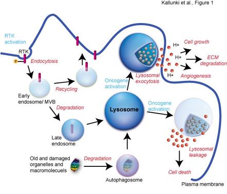 ΑΥΤΟΛΥΣΗ Εκλεκτική αυτοκαταστροφή κυττάρων (ΠΚΘ ή παθολογικές καταστάσεις) Κύτταρα που έχουν επιτελέσει το σκοπό τους και η παρουσία τους