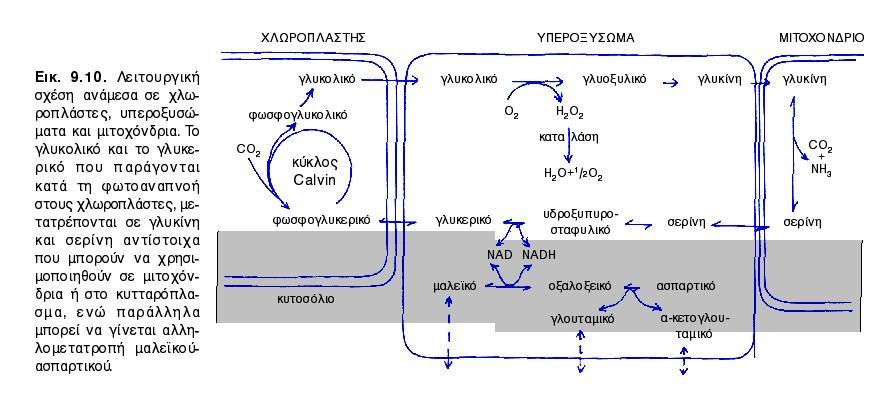 στο cyt και εισαγωγή στο Υ Μεταφορά γλυκολικού οξέος