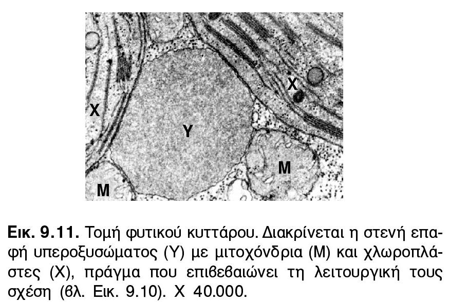 ΦΩΤΟΑΝΑΠΝΟΗ ΓΛΥΚΟΛΙΚΟΣ ΚΥΚΛΟΣ ΤΟΠΟΛΟΓΙΚΗ ΓΕΙΤΝΙΑΣΗ ΧΛΩΡΟΠΛΑΣΤΗ ΥΠΕΡΟΞΥΣΩΜΑΤΟΣ