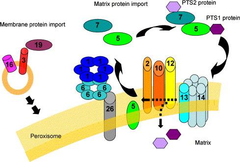 Ανακύκλωση υποδοχέα 4 8 Peroxisomal Targeting Signals-PTSs 22 docking complex Pex2p-10p-12p: