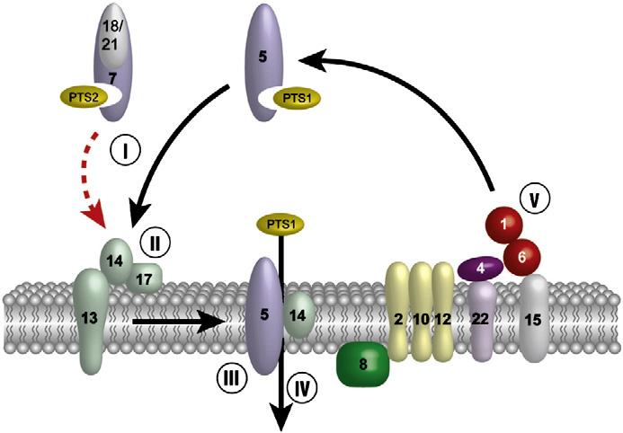 to the Y membrane. (III) Cargo-translocation into the peroxisomal matrix. (IV) Disassembly of the receptor cargo complex and (V) export of the receptor back to the cytosol.