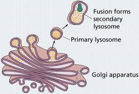 ΜΟΡΦΟΛΟΓΙΑ 25nm-1μm Προέρχονται από το σύμπλεγμα Golgi Απλή λιπιδική