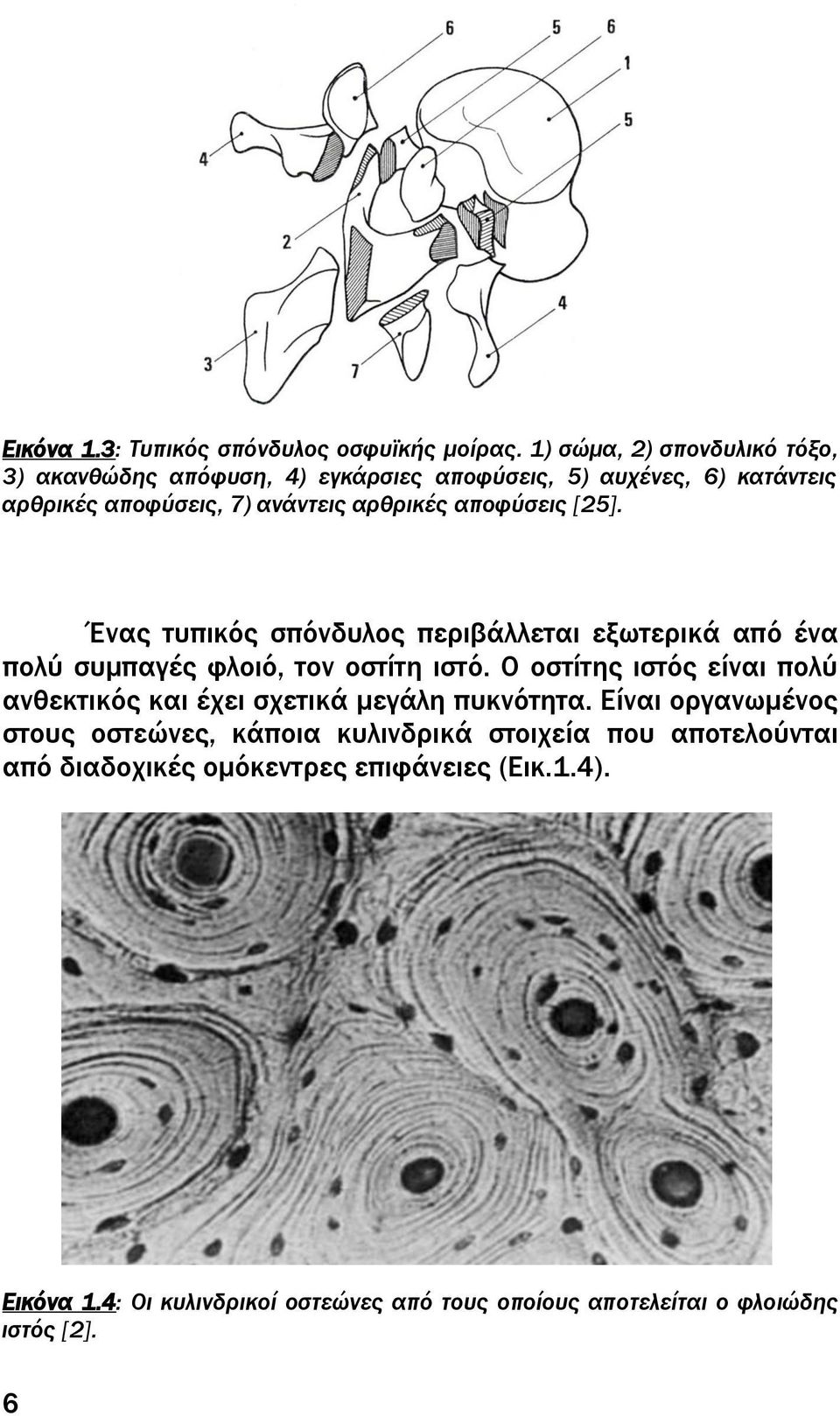 αποφύσεις [25]. Ένας τυπικός σπόνδυλος περιβάλλεται εξωτερικά από ένα πολύ συμπαγές φλοιό, τον οστίτη ιστό.