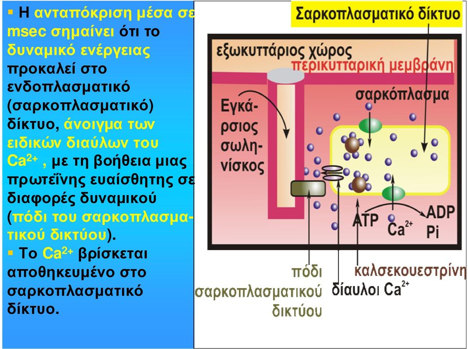 2+,µετηβοήθειαµιας πρωτεΐνης ευαίσθητης σε διαφορές δυναµικού (πόδι του