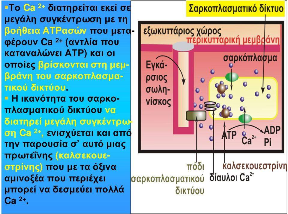 Ηικανότητατουσαρκοπλασµατικού δικτύου να διατηρεί µεγάλη συγκέντρωση Ca 2+,ενισχύεταικαιαπό την