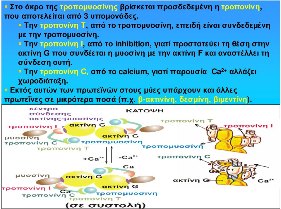 Την τροπονίνη Ι, από το inhibition, γιατί προστατεύει τη θέση στην ακτίνη G πουσυνδέεταιηµυοσίνηµετηνακτίνη F καιαναστέλλειτη