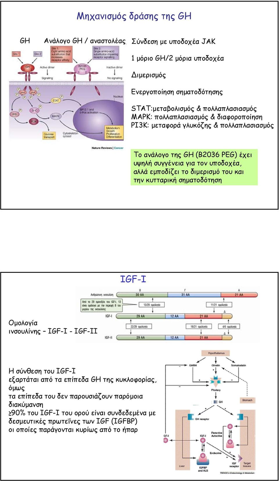 αλλά εµποδίζει το διµερισµό του και την κυτταρική σηµατοδότηση IGF-Ι Οµολογία ινσουλίνης IGF-Ι - IGF-ΙΙ Η σύνθεση του IGF-Ι εξαρτάται από τα επίπεδα GH της κυκλοφορίας,