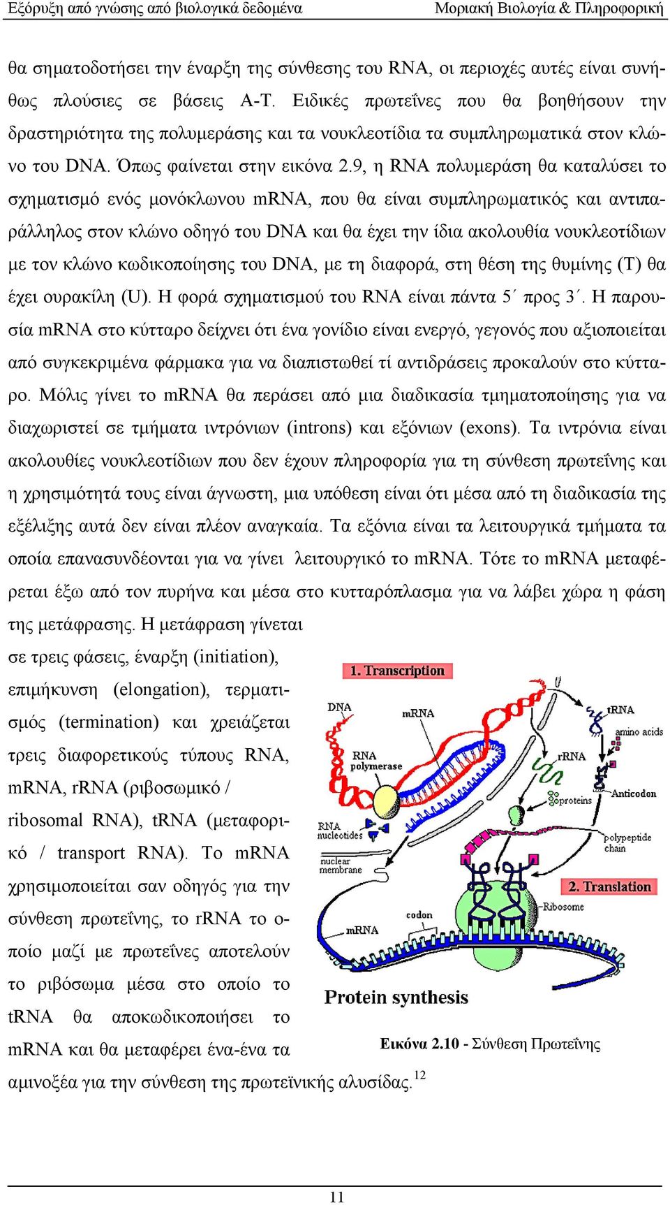 9, η RNA πολυμεράση θα καταλύσει το σχηματισμό ενός μονόκλωνου mrna, που θα είναι συμπληρωματικός και αντιπαράλληλος στον κλώνο οδηγό του DNA και θα έχει την ίδια ακολουθία νουκλεοτίδιων με τον κλώνο