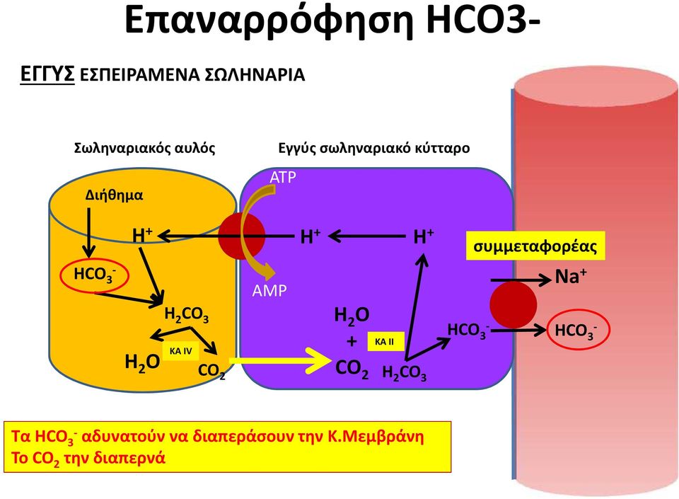 CO2 AMP H+ συμμεταφορέας Na+ H2O HCO3+ ΚΑ II CO2 H2CO3 Τα HCO3-