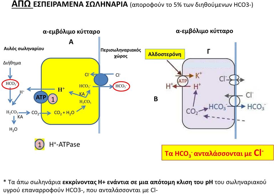 H2CO3 CIHCO3- B CO2 + H2O H2O Η+-ATPase Τα HCO3- ανταλάσσονται με Cl- * Τα άπω σωληνάρια εκκρίνοντας Η+